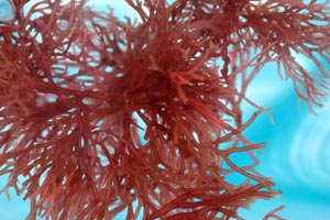 Agar Agar Supplier - Where To Buy Agar Agar AEP Colloids Agar Agar Supplier - Where To Buy Agar Agar AEP Colloids